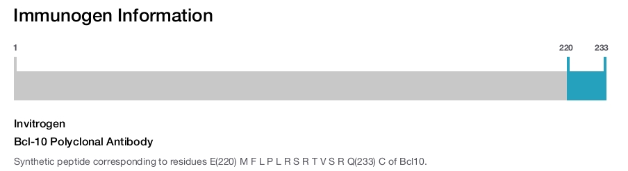 Bcl-10 Polyclonal Antibody