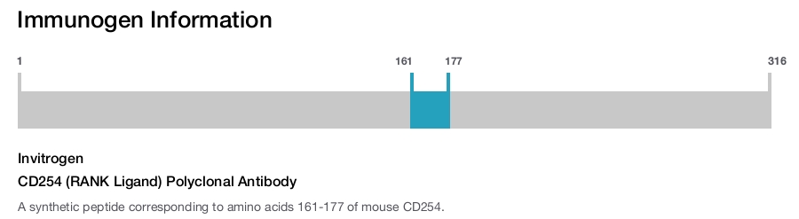 CD254 (RANK Ligand) Polyclonal Antibody