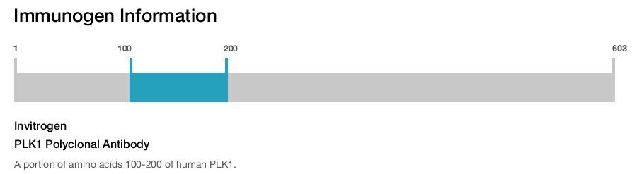 PLK1 Polyclonal Antibody