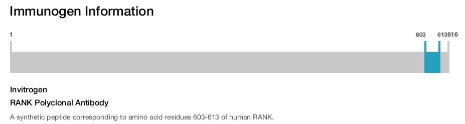 RANK Polyclonal Antibody