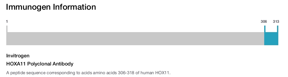 HOXA11 Polyclonal Antibody