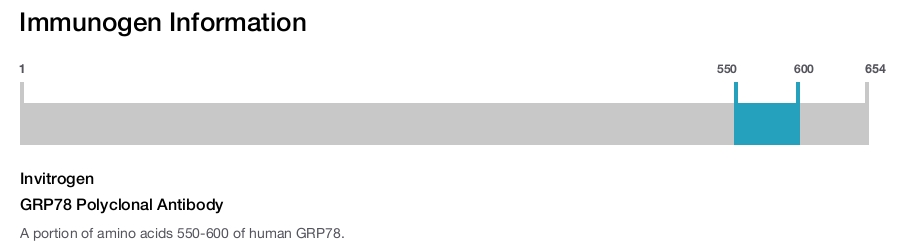 GRP78 Polyclonal Antibody