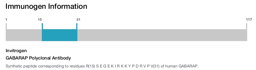 GABARAP Polyclonal Antibody