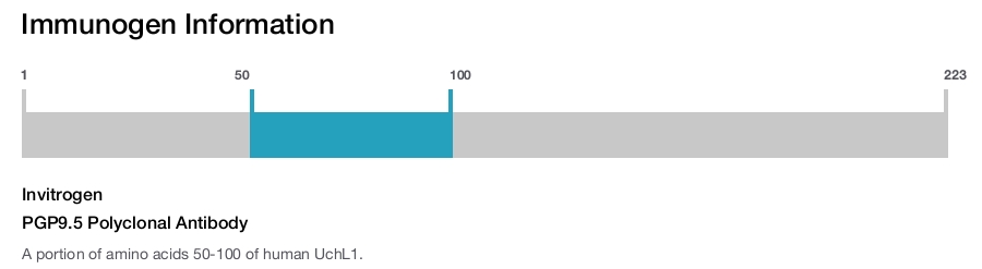 PGP9.5 Polyclonal Antibody
