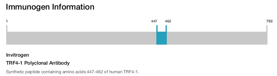 TRF4-1 Polyclonal Antibody