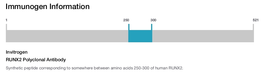 RUNX2 Polyclonal Antibody