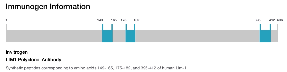LIM1 Polyclonal Antibody