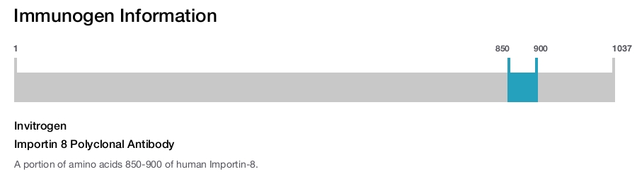 Importin 8 Polyclonal Antibody