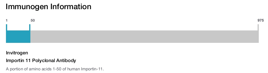 Importin 11 Polyclonal Antibody