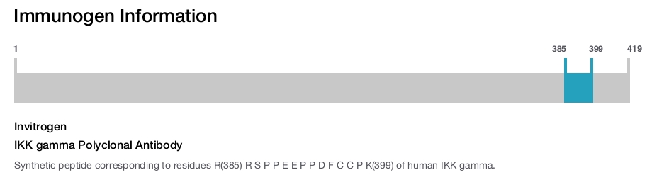 IKK gamma Polyclonal Antibody