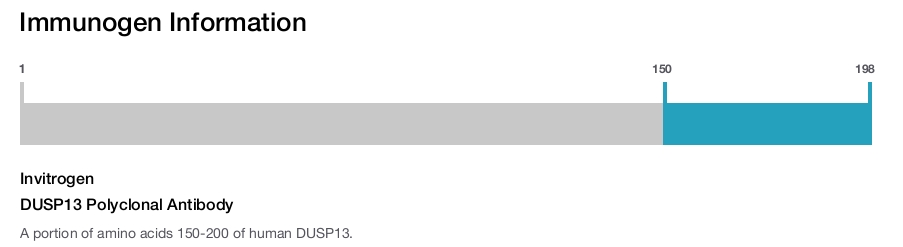 DUSP13 Polyclonal Antibody