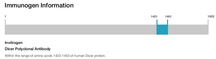 Dicer Polyclonal Antibody