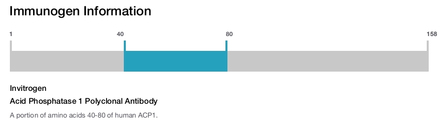 Acid Phosphatase 1 Polyclonal Antibody