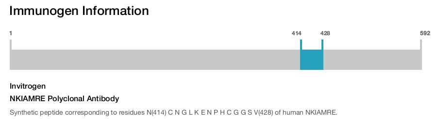 NKIAMRE Polyclonal Antibody