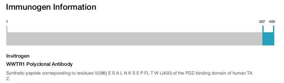 WWTR1 Polyclonal Antibody