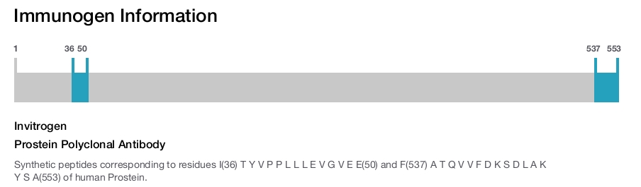 Prostein Polyclonal Antibody