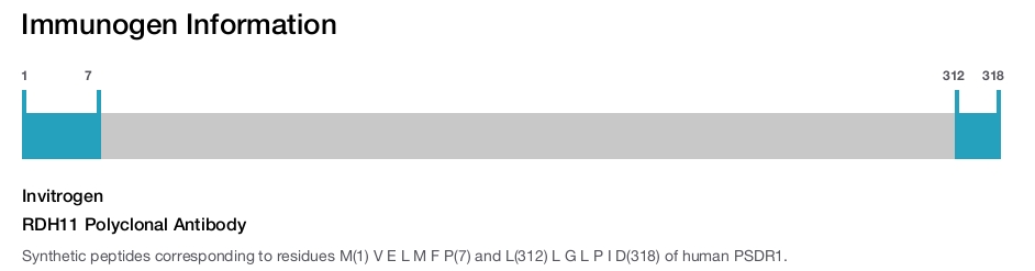 RDH11 Polyclonal Antibody