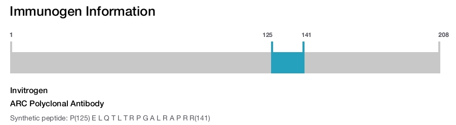 ARC Polyclonal Antibody