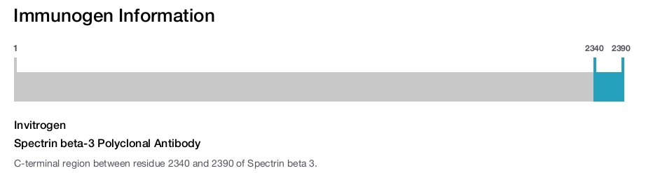 Spectrin beta-3 Polyclonal Antibody