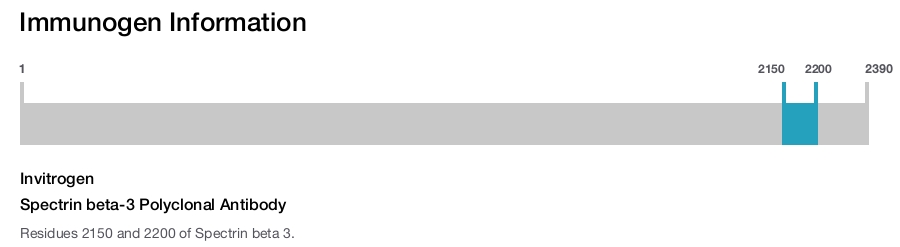 Spectrin beta-3 Polyclonal Antibody