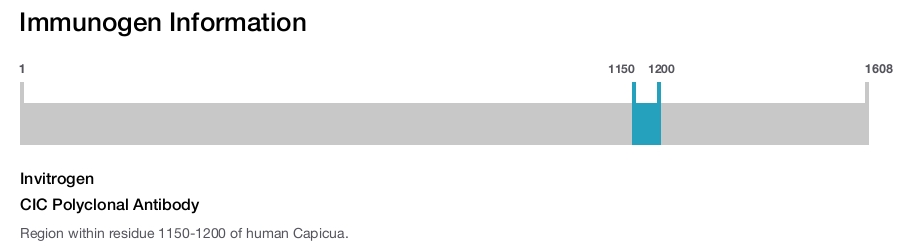 CIC Polyclonal Antibody