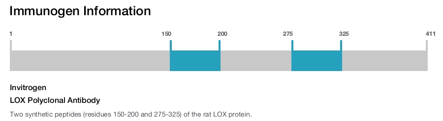LOX Polyclonal Antibody