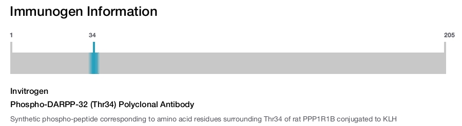 Phospho-DARPP-32 (Thr34) Polyclonal Antibody