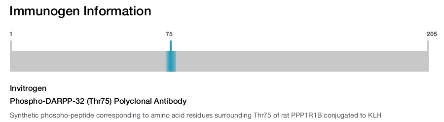 Phospho-DARPP-32 (Thr75) Polyclonal Antibody