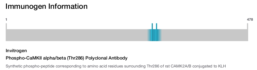 Phospho-CaMKII alpha/beta (Thr286) Polyclonal Antibody