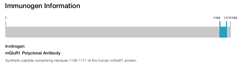 mGluR1 Polyclonal Antibody
