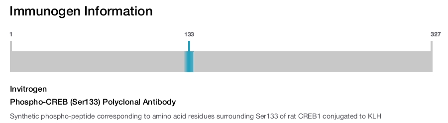 Phospho-CREB (Ser133) Polyclonal Antibody