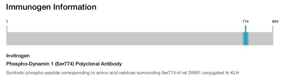 Phospho-Dynamin 1 (Ser774) Polyclonal Antibody