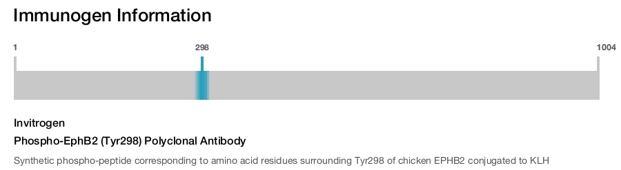 Phospho-EphB2 (Tyr298) Polyclonal Antibody