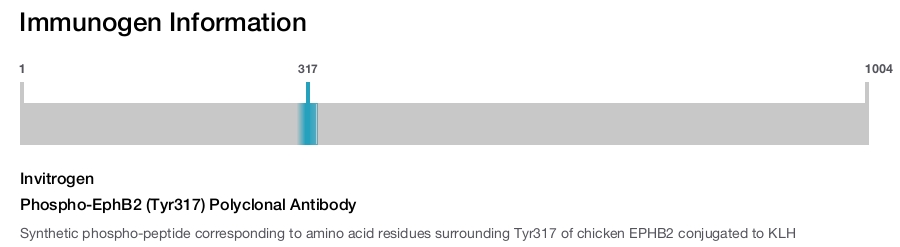 Phospho-EphB2 (Tyr317) Polyclonal Antibody
