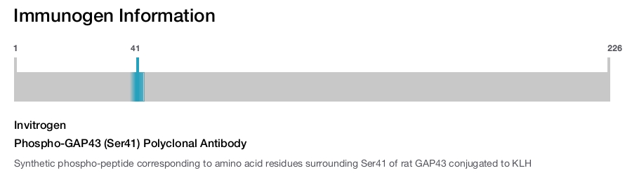 Phospho-GAP43 (Ser41) Polyclonal Antibody