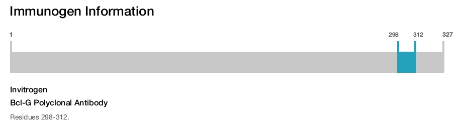 Bcl-G Polyclonal Antibody