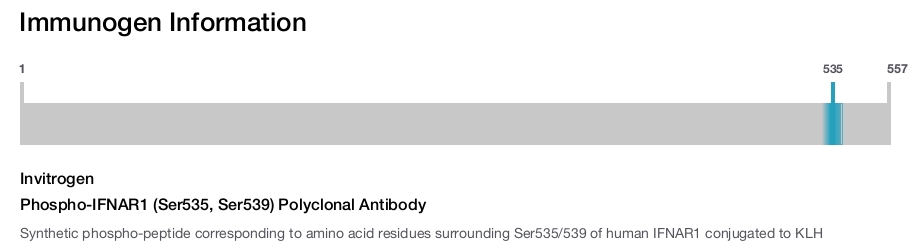 Phospho-IFNAR1 (Ser535, Ser539) Polyclonal Antibody
