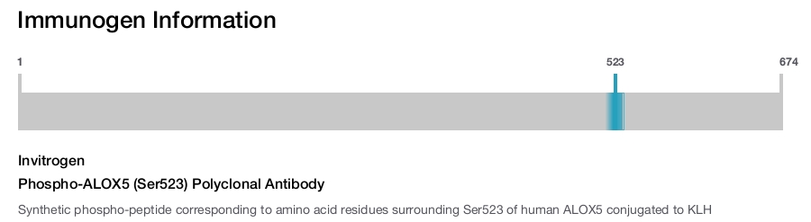 Phospho-ALOX5 (Ser523) Polyclonal Antibody