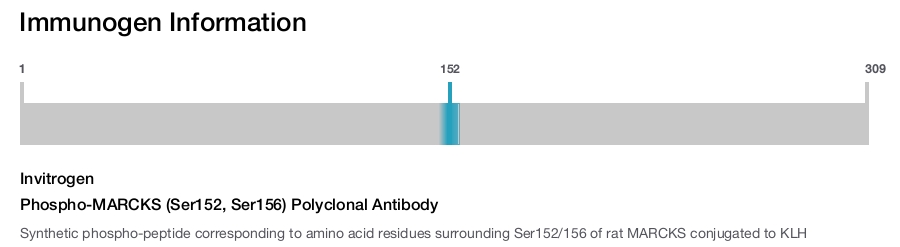 Phospho-MARCKS (Ser152, Ser156) Polyclonal Antibody