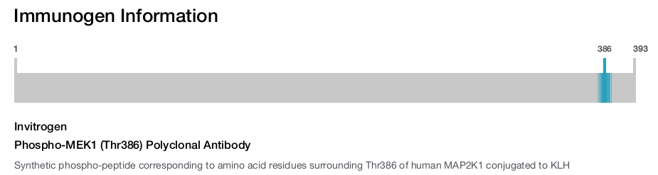 Phospho-MEK1 (Thr386) Polyclonal Antibody