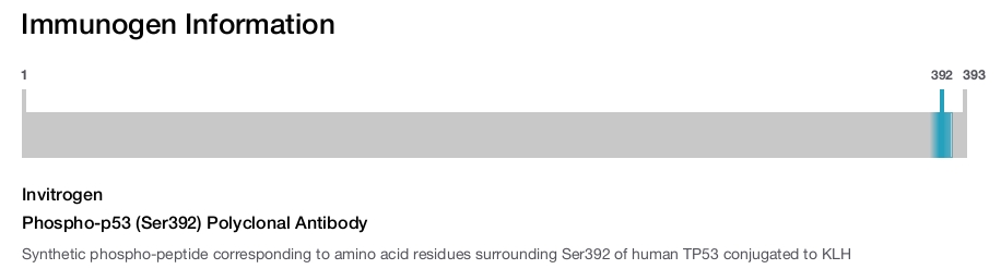 Phospho-p53 (Ser392) Polyclonal Antibody