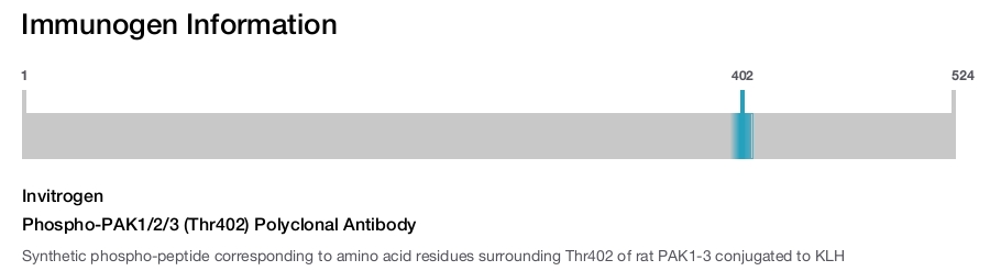 Phospho-PAK1/2/3 (Thr402) Polyclonal Antibody