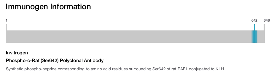 Phospho-c-Raf (Ser642) Polyclonal Antibody