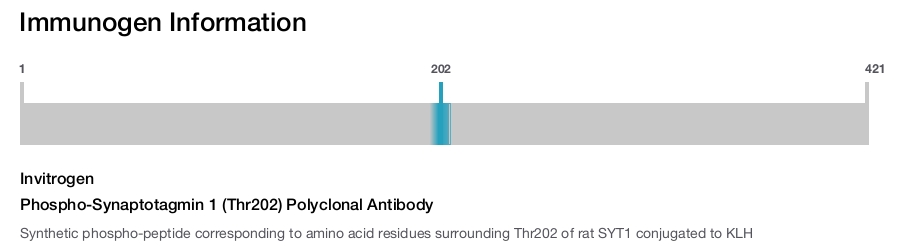 Phospho-Synaptotagmin 1 (Thr202) Polyclonal Antibody