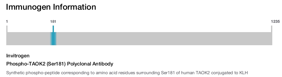 Phospho-TAOK2 (Ser181) Polyclonal Antibody