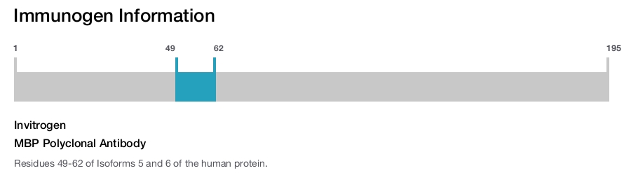 MBP Polyclonal Antibody