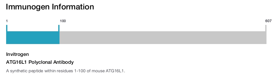 ATG16L1 Polyclonal Antibody