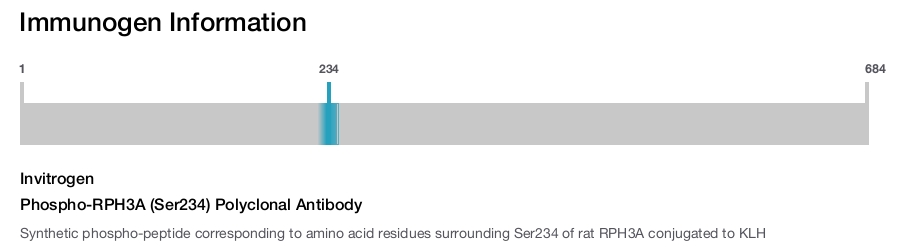 Phospho-RPH3A (Ser234) Polyclonal Antibody