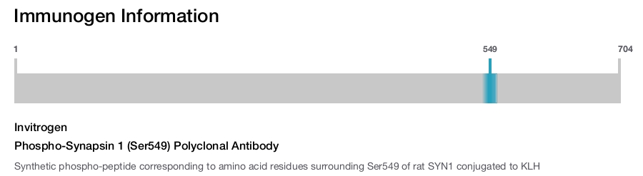 Phospho-Synapsin 1 (Ser549) Polyclonal Antibody