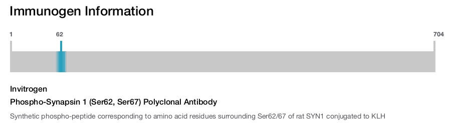Phospho-Synapsin 1 (Ser62, Ser67) Polyclonal Antibody
